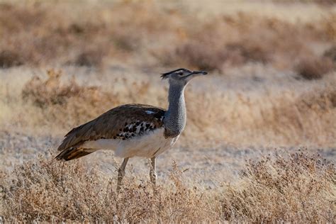 Endemic Birds Of Namibia Nature Travel Namibia Birding Tour
