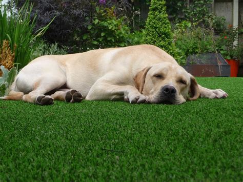 Artificial Turf For Pets Lawn Pros