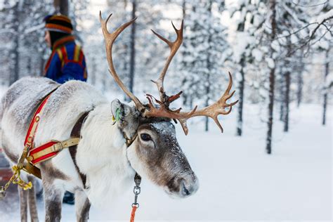 Elves Are Keeping Reindeer Ready To Fly This Christmas Eve Horse