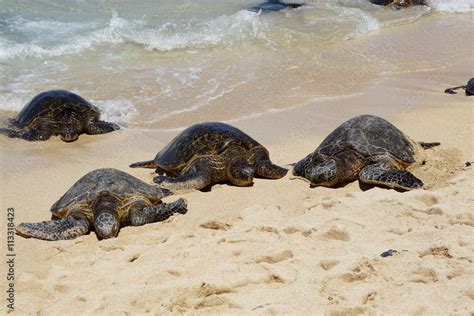 Wild Honu Giant Hawaiian Green Sea Turtles At Hookipa Beach Park Maui