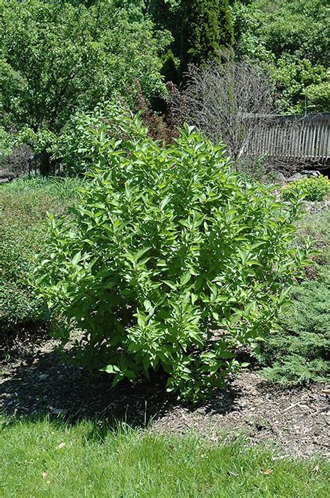 Click To View Full Size Photo Of Arctic Fire Red Twig Dogwood Cornus