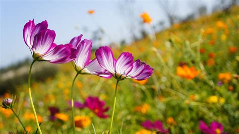Fleurs Jardin Fleurir Photo Gratuite Sur Pixabay Pixabay