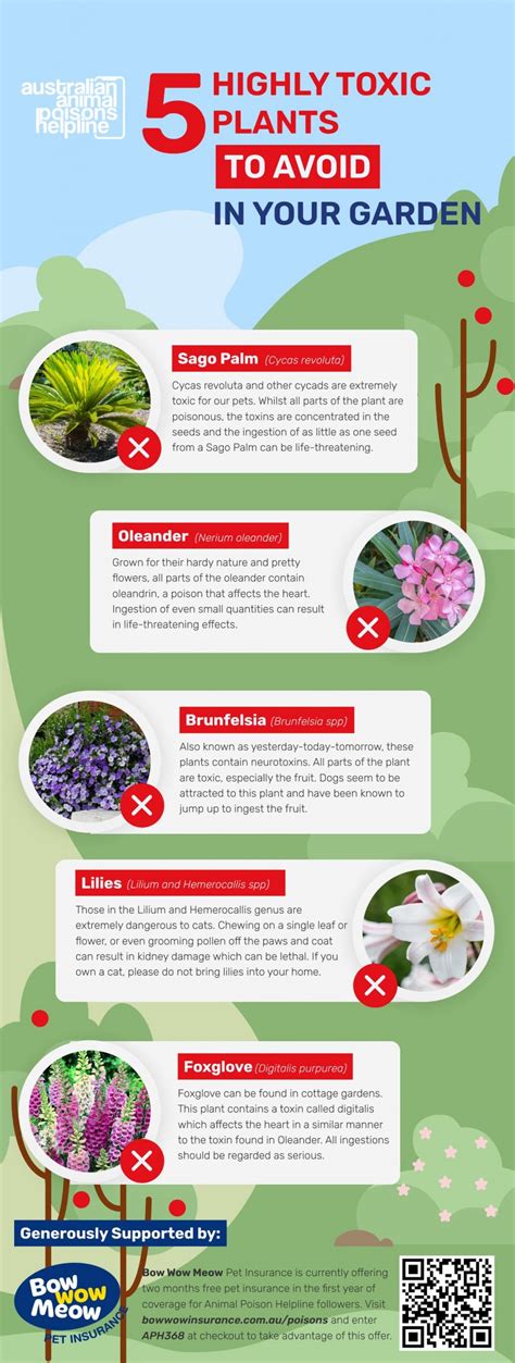5 Highly Toxic Plants To Avoid Animal Poisons Helpline