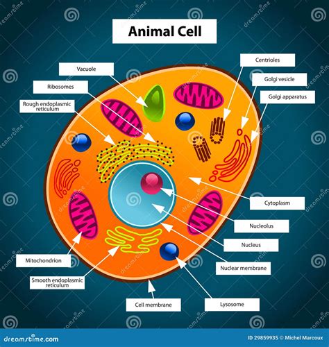 Animal Cell Stock Vector Illustration Of Human Scientific 29859935