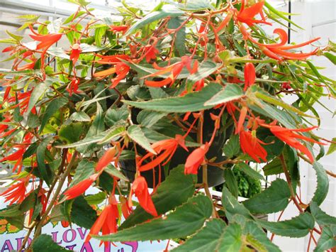 Without light, your plant will not be able to photosynthesize to make food for itself! Begonia boliviensis 'Bonfire' | World of Flowering Plants