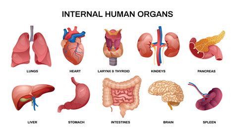 Human Internal Organs Vector Vector Art At Vec Vrogue Co