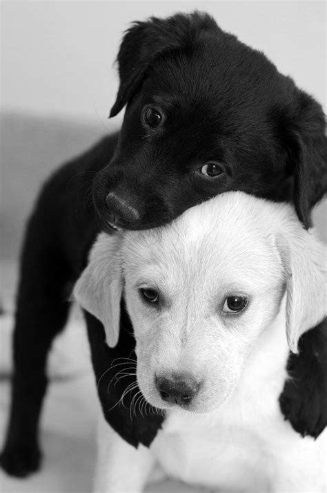 Hugging Puppies Cute Black And White Animals Hugs Süße Tiere