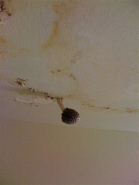 How To Get Rid Of Mold In Bathroom Ceiling