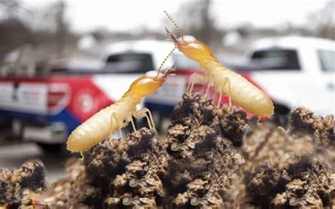 What Is The Approach To Reduce Termite Treatment Method Charge
