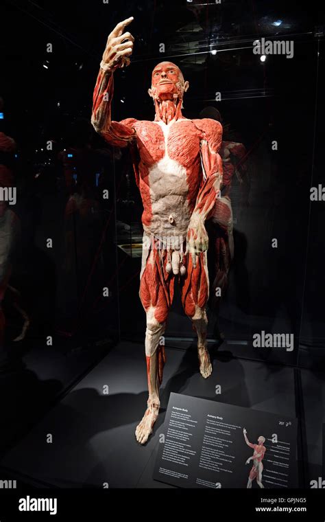 Plastinate Male Human Body Body Worlds Menschen Museum Berlin