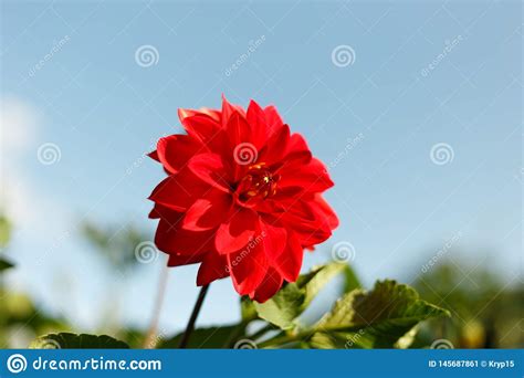 Beautiful Red Flower On The Background Stock Image Image Of Fresh