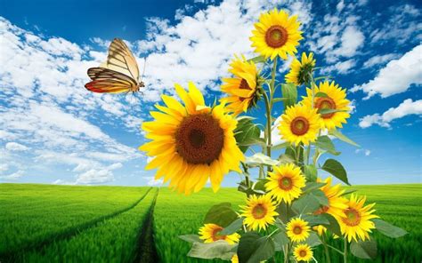 Ukraina mempunyai bunga nasional yang elok nan indah. Filosofi Bunga Matahari | Cerita Motivasi @ IphinCow.com
