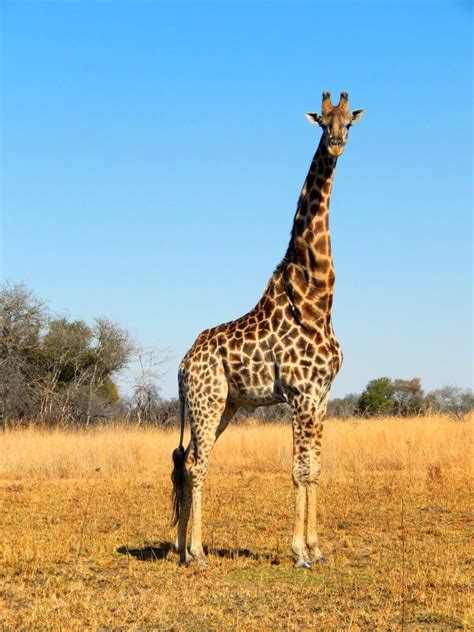 10 Interesting Facts About Giraffes Sightseeing Scientist