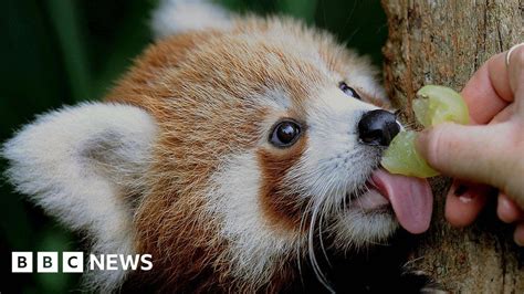 Red Pandas Are Two Species Not One