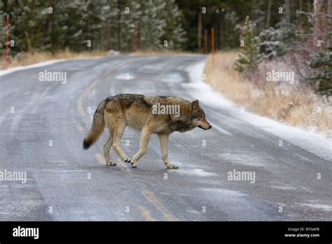 Wild Wolf Crossing Road A Truly Wild Non Captive Gray Wolf Stock