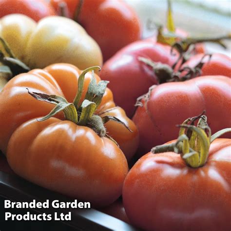 Buy Tomato Beefsteak Organic Seeds Indeterminate Organic