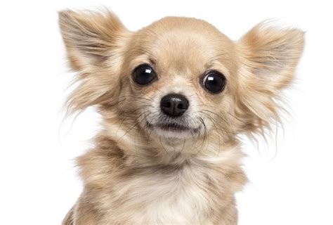 Apple Head Chihuahua Chihuahua Chihuahua Dogs Chihuahua Lover