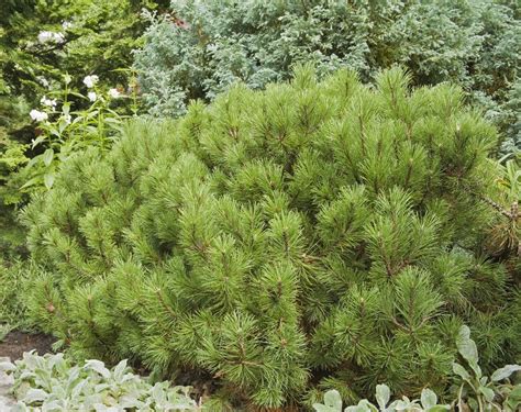 20 Drought Resistant Plants For A Beautiful Yard Even In Dry Climates