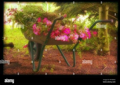 Wheelbarrow Flowers High Resolution Stock Photography And Images Alamy