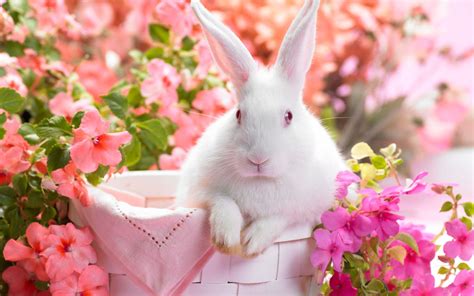 White Rabbit In Flower Pot Hd Wallpapers