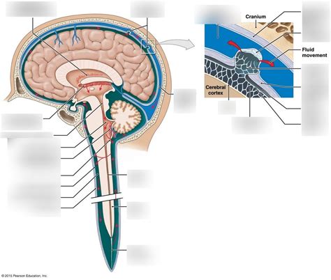 167 Circulation Of Cerebrospinal Fluid Diagram Quizlet