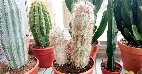 Al igual que las demás plantas, los cactus y suculentas necesitan el cambio a una maceta mayor cada 2 ó 3 años, dependiendo de la especie y de su crecimiento. Dónde ubicar los cactus en la casa para evitar que ...
