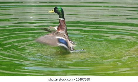 Im Genes De Water Off Ducks Back Im Genes Fotos Y Vectores De