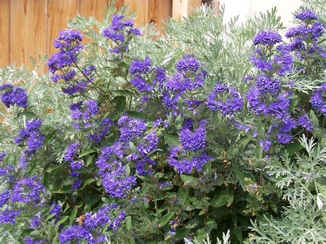 How To Grow And Care For Blue Beard Blue Mist Plants
