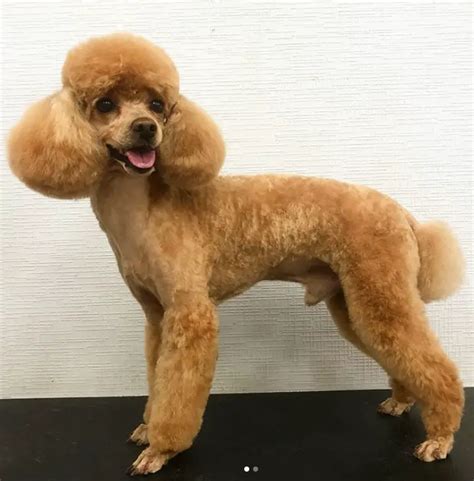 50 Best Poodle Haircuts For Dog Lovers Page 10 Of 12 The Paws