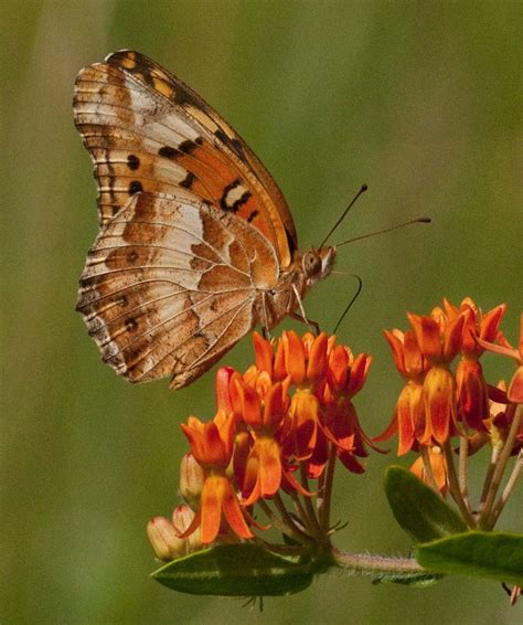 Variegated Fritillary Alabama Butterfly Atlas