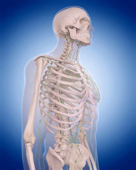 Det Lymfatiska Systemet Bröstkorgen Stock Illustrationer