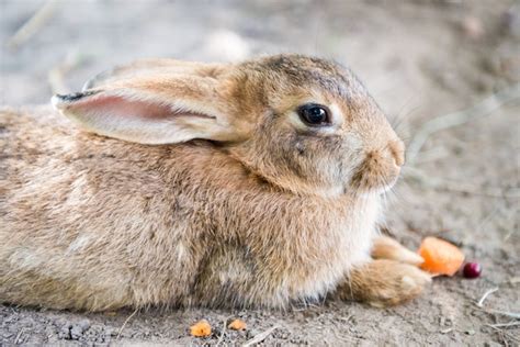Premium Photo Cute Big Red Easter Rabbit Eating Carrot Outside
