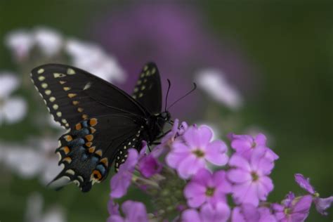 Black Swallowtail Black Swallowtail Sr667 Flickr