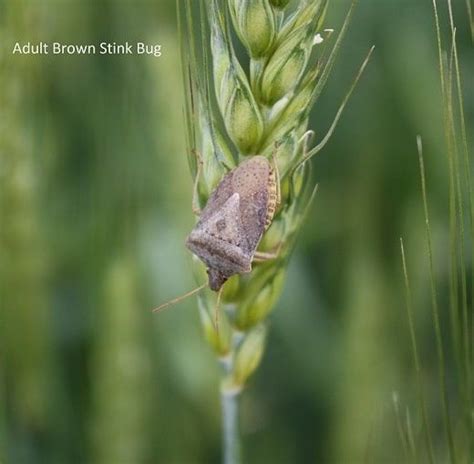 Rice Stink Bugs In Wheat Ut Crops News