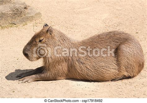 Stock Photographs Of Capybara Is A Semi Aquatic Mammal Found Throughout