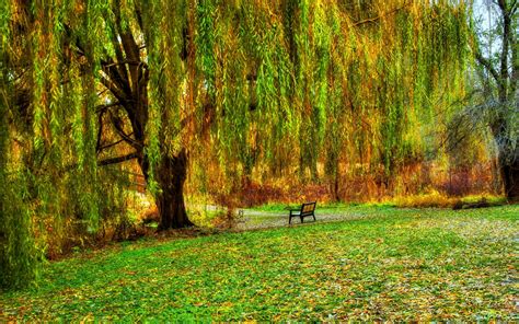 Weeping Willow Tree Wallpaper Images