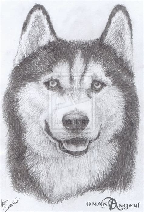 Siberian Husky Dog Drawing