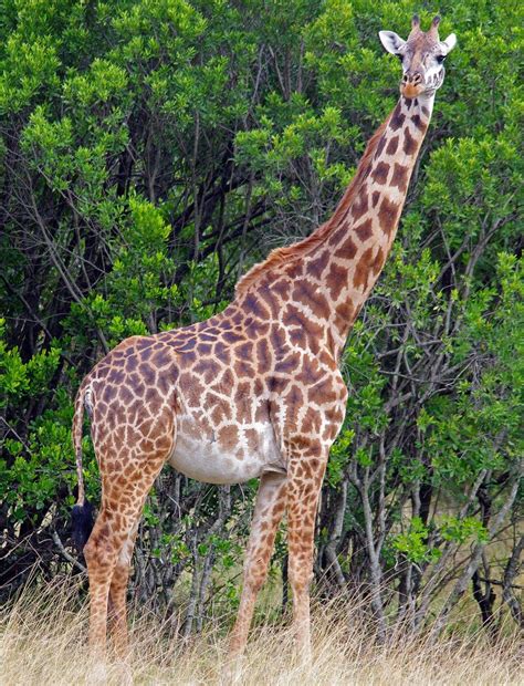 Female Masai Giraffe Giraffa Camelopardalis Tippelskirchi Flickr