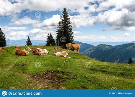 Free Range Herd Cattle Cows On High Mountain Green Pasture Stock Photo
