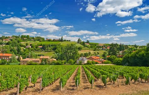 Vineyard In Beaujolais Region France Stock Photo Akarelias