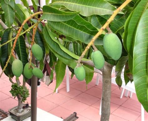 Dwarf Mango Tree Gardening Mango Tree Fruit Trees Trees To Plant