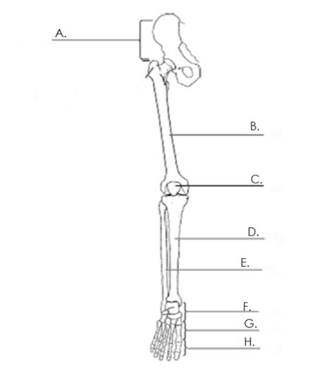 Leg Bones Diagram Quizlet