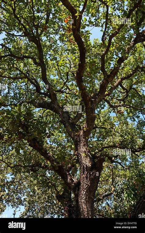 Beautiful Huge Oak Tree Hi Res Stock Photography And Images Alamy