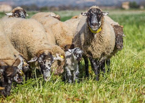 Mother Sheep And Her Lamb 3 Containing Agriculture Catalonia And