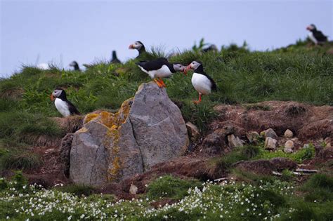 Where To See Some Of The 600000 Puffins In Newfoundland
