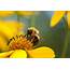 12 Ways To Help Native Bees