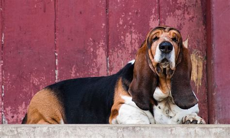 Basset Hound Breed Characteristics Care And Photos Bechewy