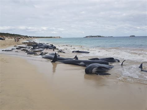 Muere La Mitad De Las M S De Ballenas Varadas En El Suroeste De