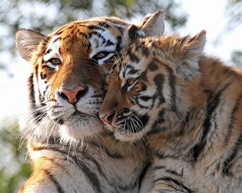 Tigers Cute Big Cat Cub Tiger Tigru Mother Animal Couple Hd