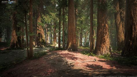 Sequoia Forest Snow Forest Redwood Tree Unreal Engine Environment